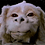 Falkor